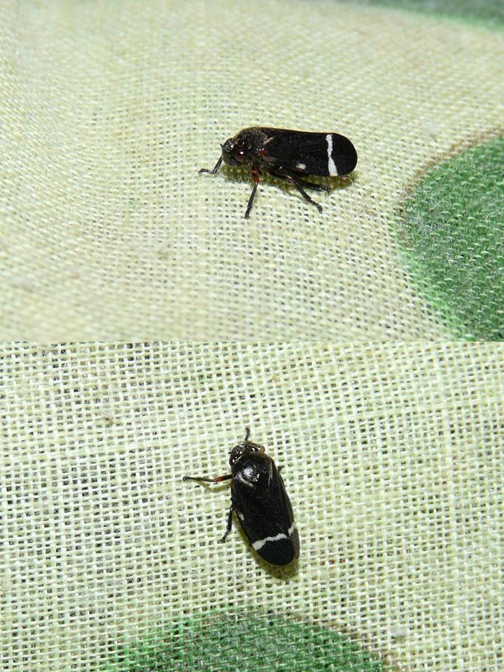 FIGURE 2 FIGURE 2